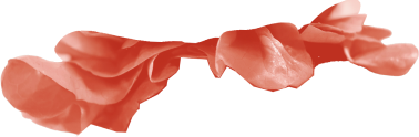 Image of a top burger bun