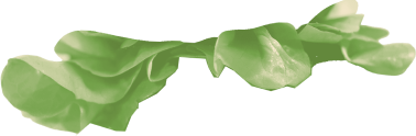 Image of a top burger bun